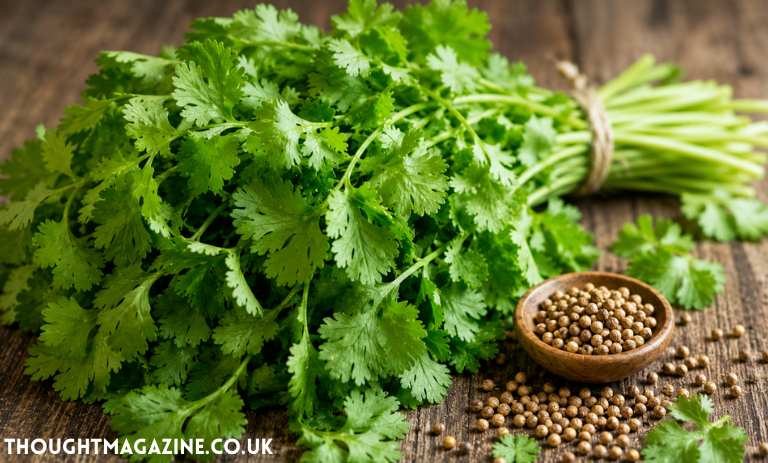 Koriandri: Uses, Flavor, History, Cultivation, and Role in Cooking