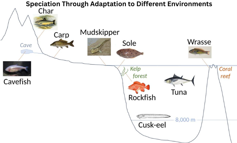 Speciering: Understanding How Evolution Creates New Species